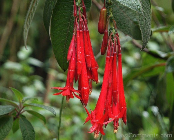 Picture Of Fuchsia Boliviana