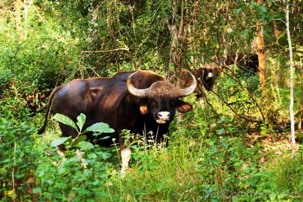 Picture Of Gaur-pkjmlk2337