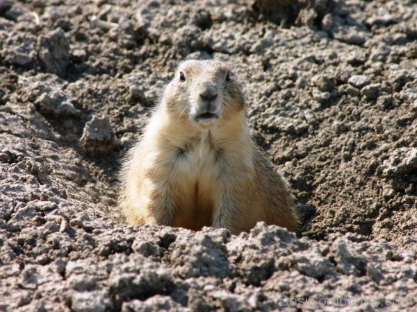 Picture Of Prairie Dog-adb009dcpoop09