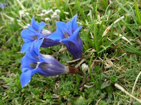 Picture Of Pyrenean Trumpet Gentian