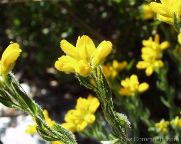 Picture Of Spanish Gorse Flowers-gta515DCDESI01