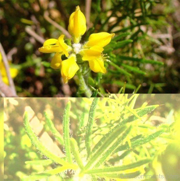 Picture Of Spanish Gorse