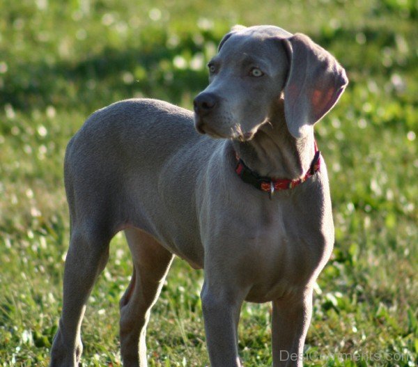 Picture Of Weimaraner Dog