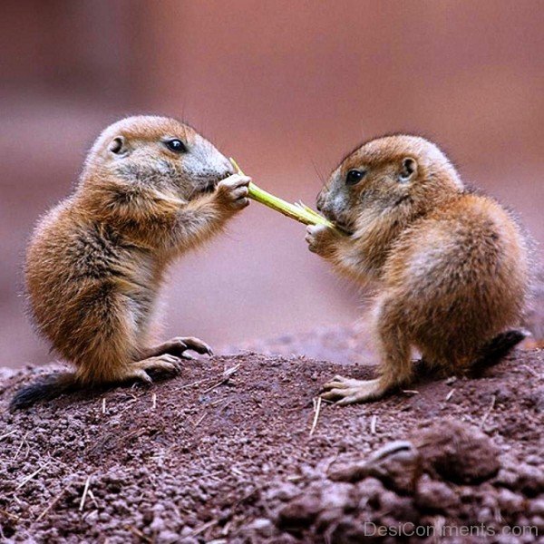 Prairie Dog Babies