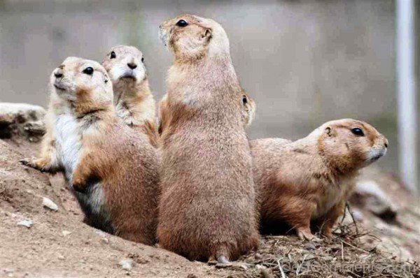 Prairie Dog Group