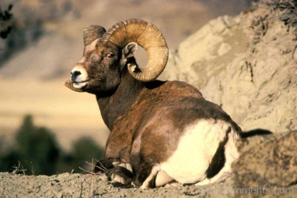 Ram Animal Sitting-db16