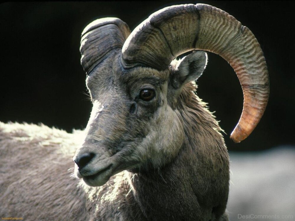 Ram Animal - DesiComments.com