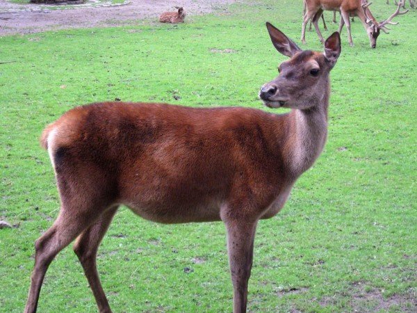 Red Deer At Zoo