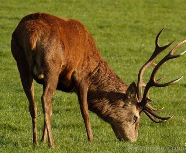 Red Deer Eating Grass