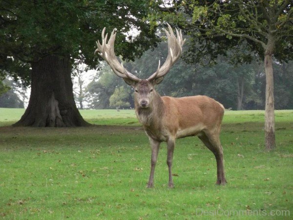 Red Deer Is Standing In Ground