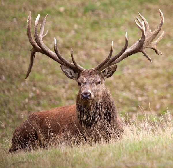 Red Deer Sitting-db336