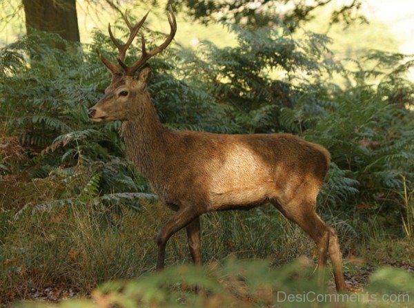 Red Deer Walking