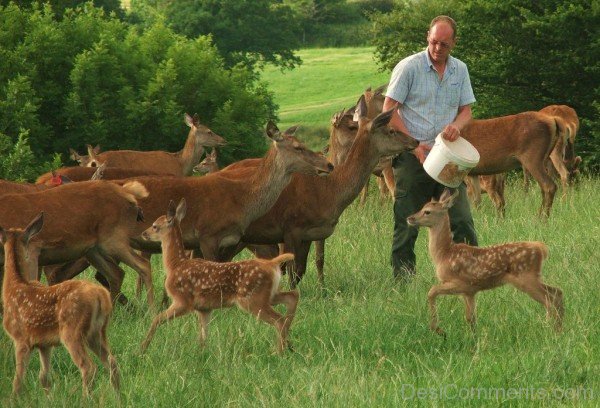 Red Deers In Field