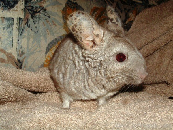 Red Eye Of Chinchilla