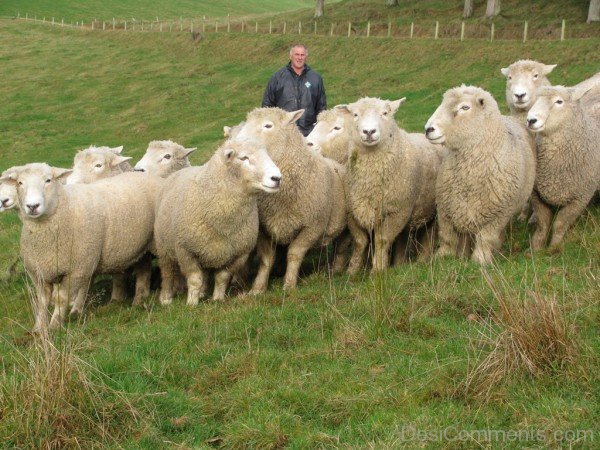 Romeny Sheep