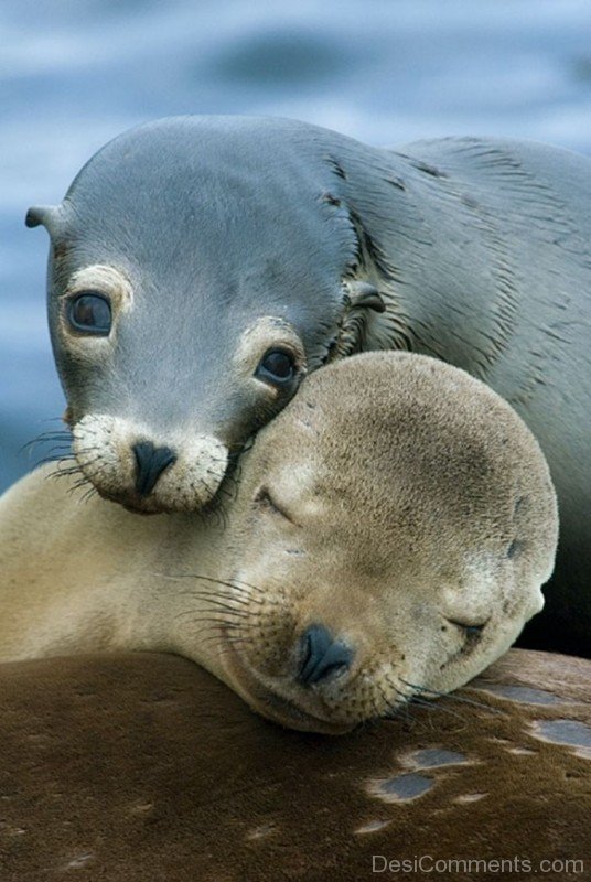 Sea Lion Babies