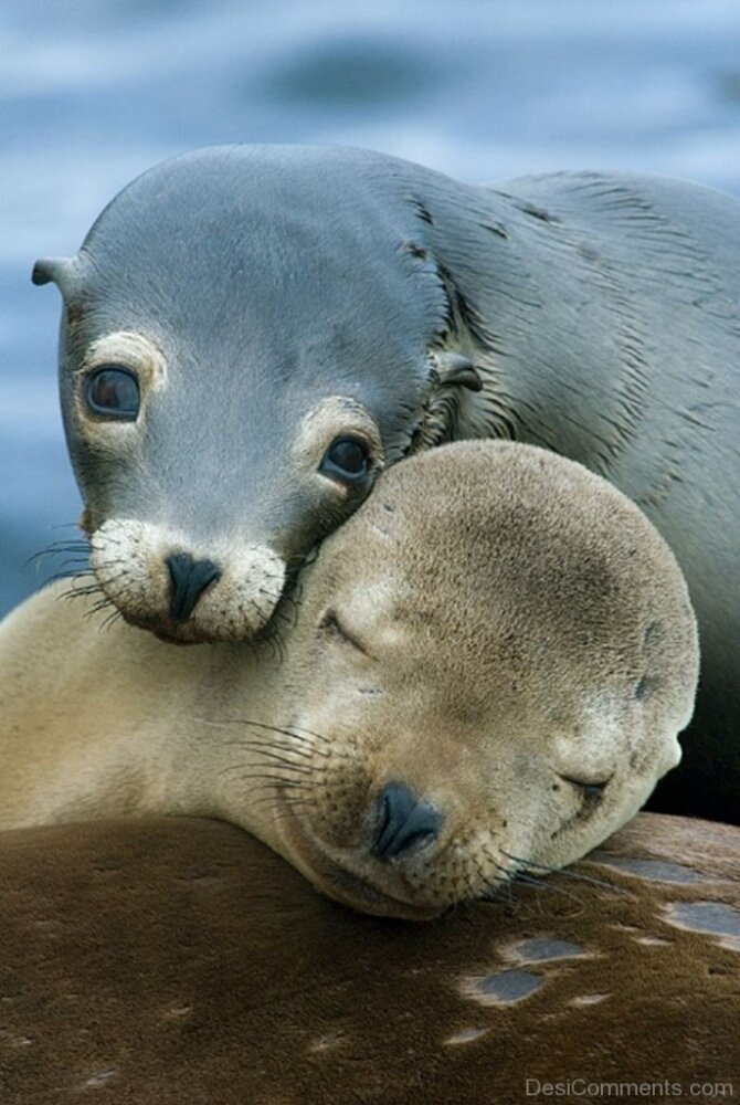 Sea Lion Babies - DesiComments.com