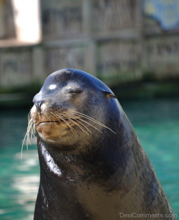 Sea Lion Closeup-db118