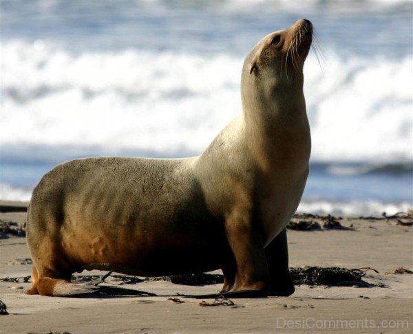 Sea Lion Image