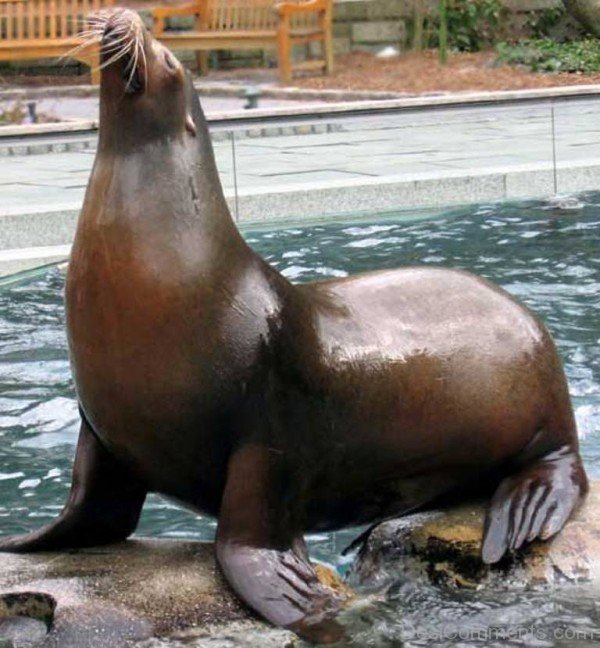 Sea Lion On Pool