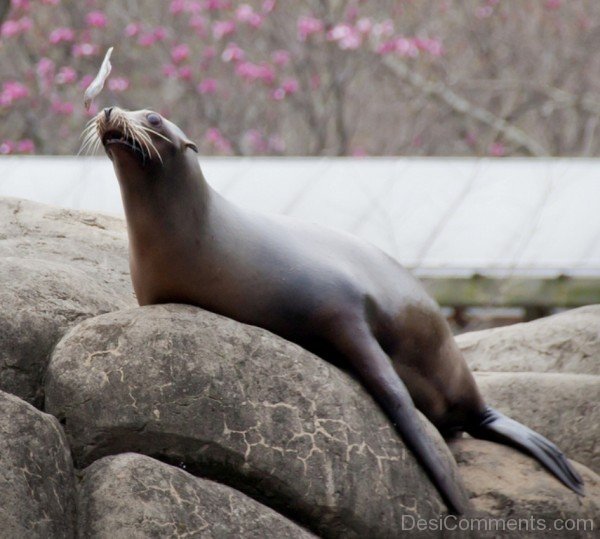 Sea Lion On Rock-db125