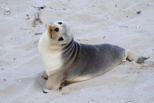 Sea Lion On Sand