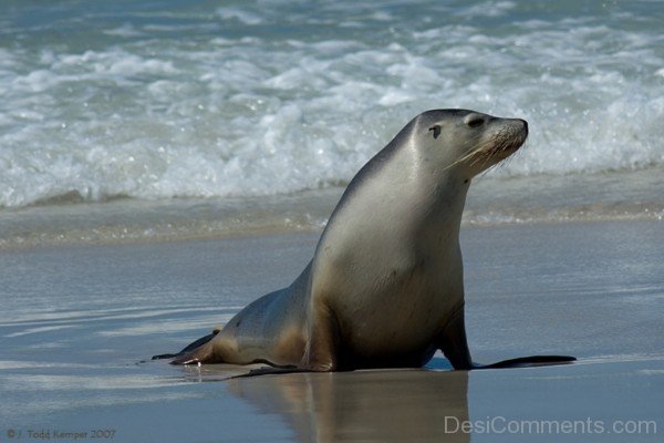 Sea Lion Photo