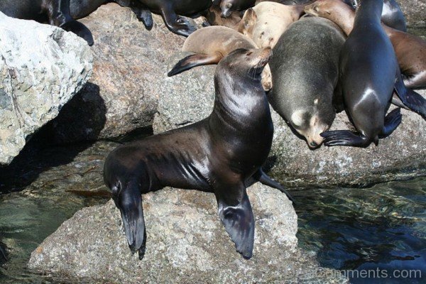 Sea Lion Sitting On Rock