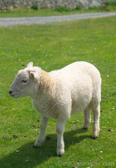 Sheep Breed