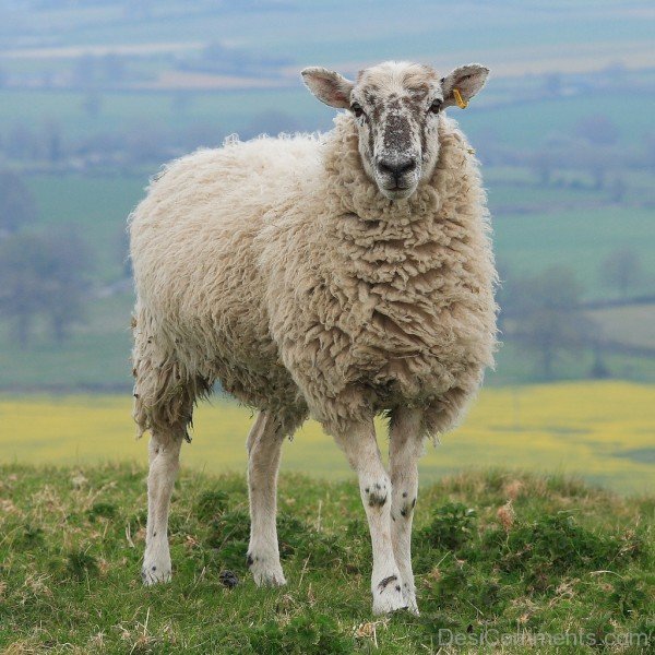 Sheep On Hill