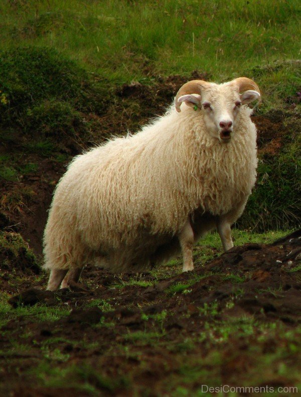 Sheep On Sand