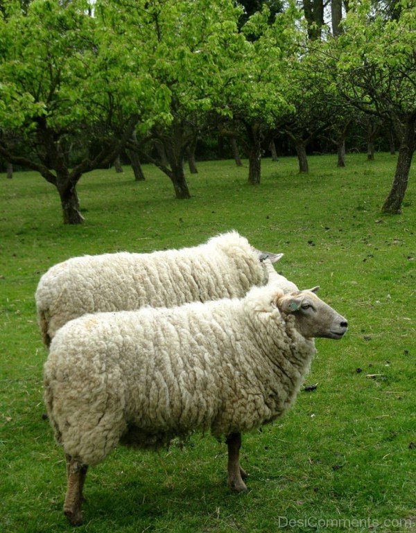 Sheep In Forest