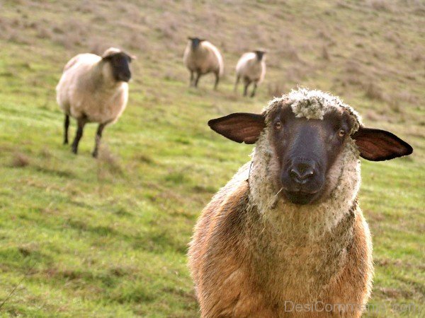 Sheep On Hill