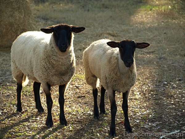 Sheep On Sand-DC021411