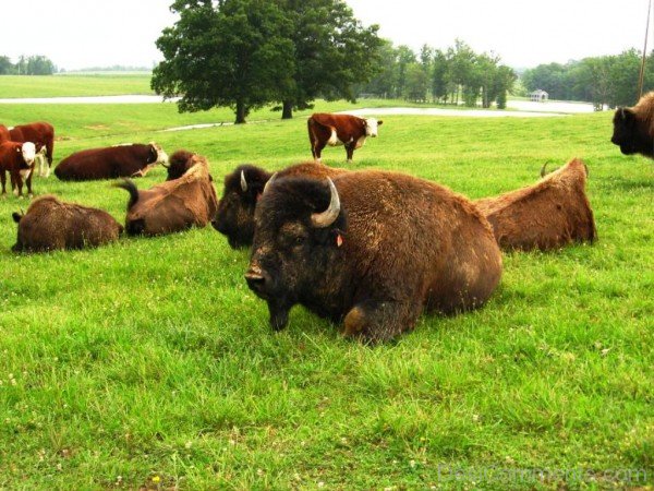 Sitting Bisons