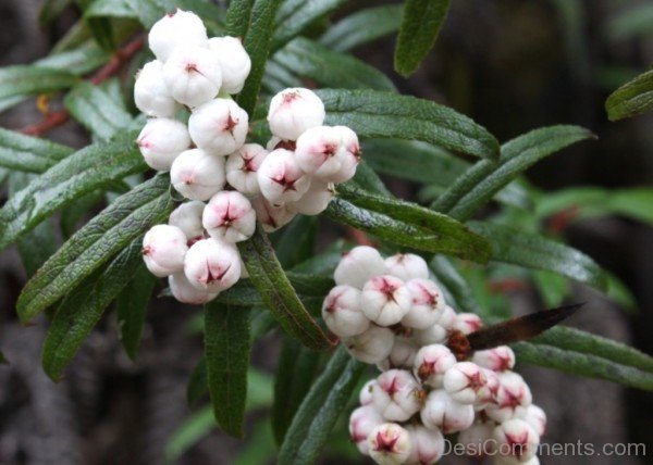 Snow Berry Flowers With Green Leaves