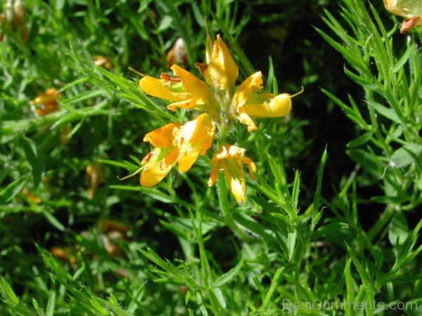 Spanish Gorse Flowers With Green Leaves