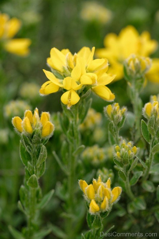 Spanish Gorse Image