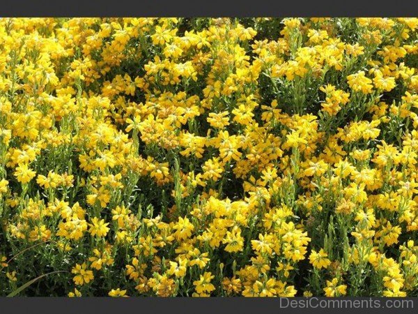 Spanish Gorse Photo