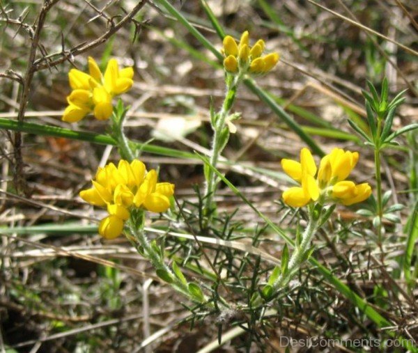 Spanish Gorse Picture