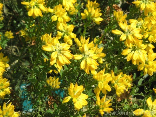 Spanish Gorse