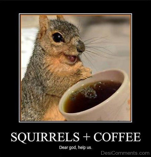 Squirrels And Coffee