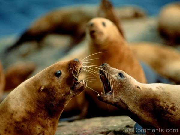 Steller Sea Lion-db135