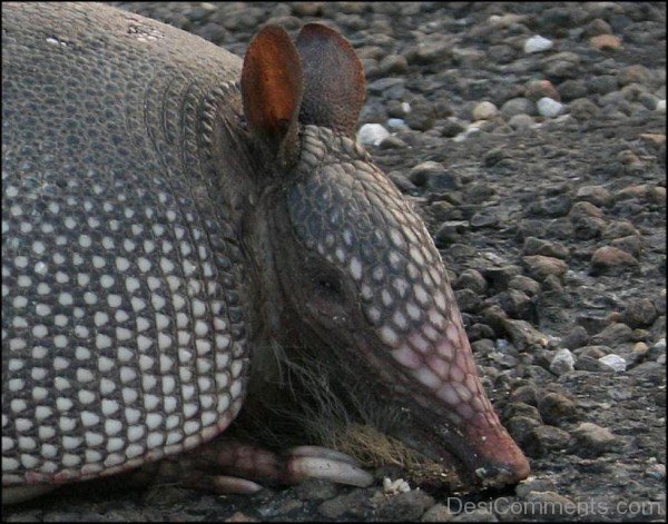 Stunning Armadillo