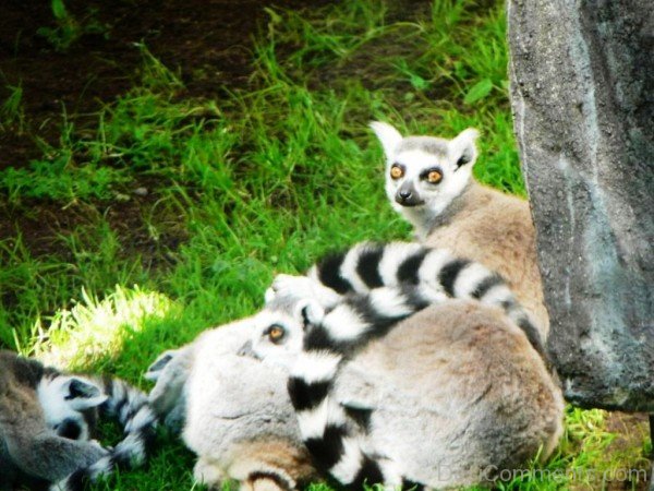 Image Of Lemurs