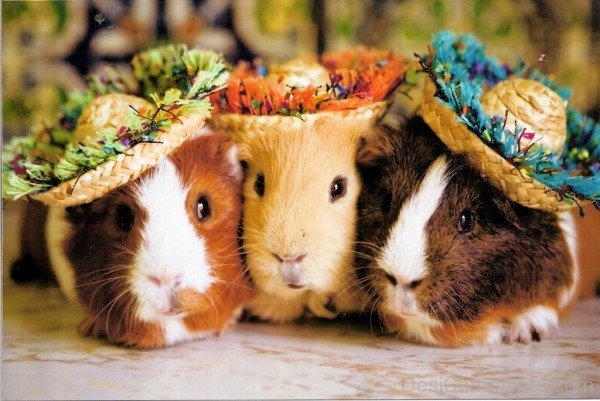 Stylish Guinea Pigs