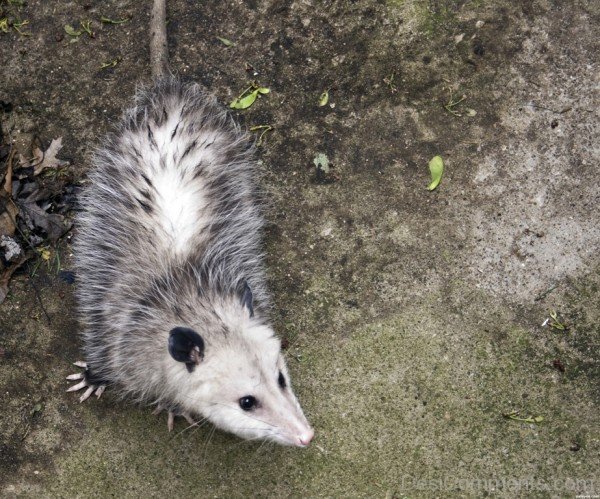 Superb Opossum