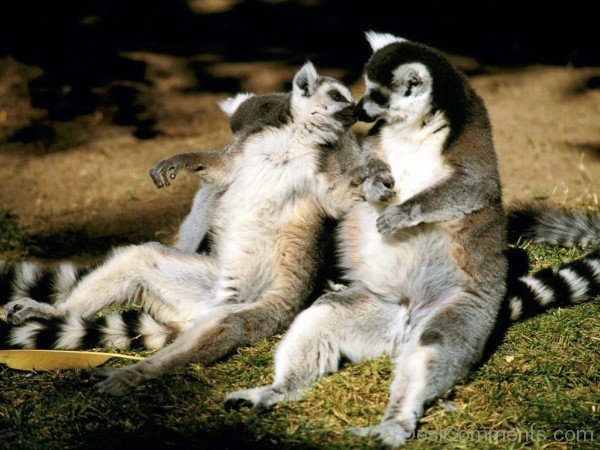 Image Of Lemurs