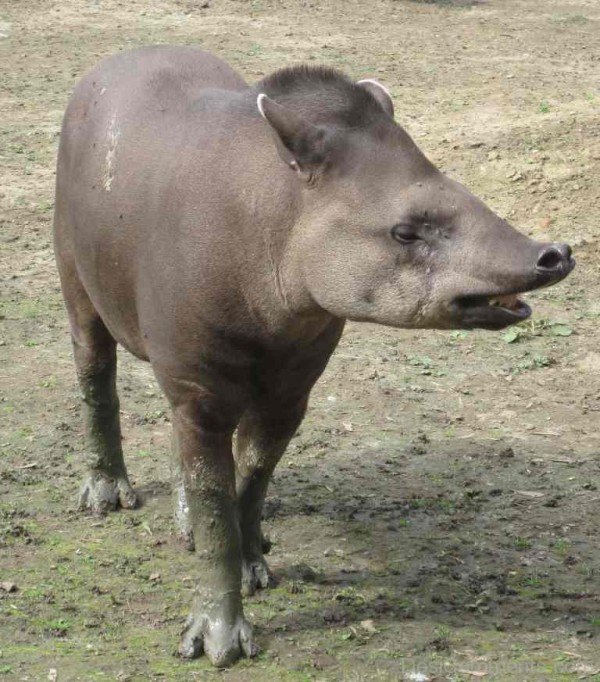 Tapir Walking On Sand