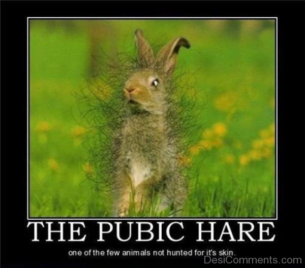 The Public Hare